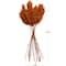 Dried Plant Pampas Natural Foliage with Long Stems